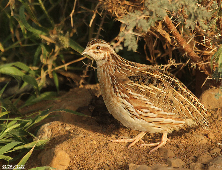   Common Quail Coturnix coturnix ,km 19 on rd 90, Eilat ,19-03-12. Lior Kislev